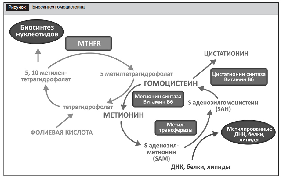 Диетотерапия при псориазе